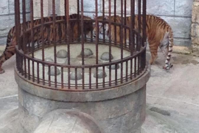 Fort Boyard 2015 : Les tigres sont en place (28/05/2015)