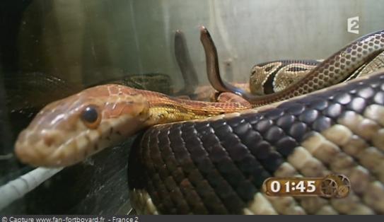 Les animaux de Fort Boyard - Les serpents