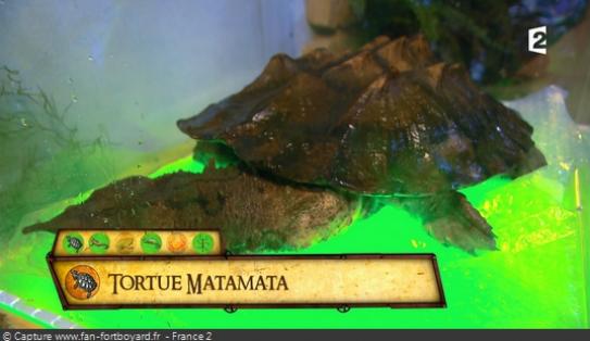 Les animaux de Fort Boyard - La tortue matamata