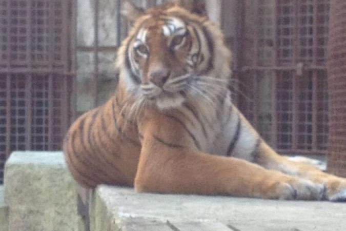 Fort Boyard 2013 : Tigre dans la Salle du Trésor (06/06/2013)