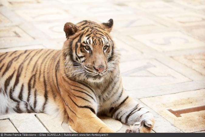 Fort Boyard 2014 - Tigre