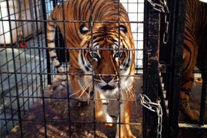 Fort Boyard 2015 : Arrivée des tigres (11/05/2015)