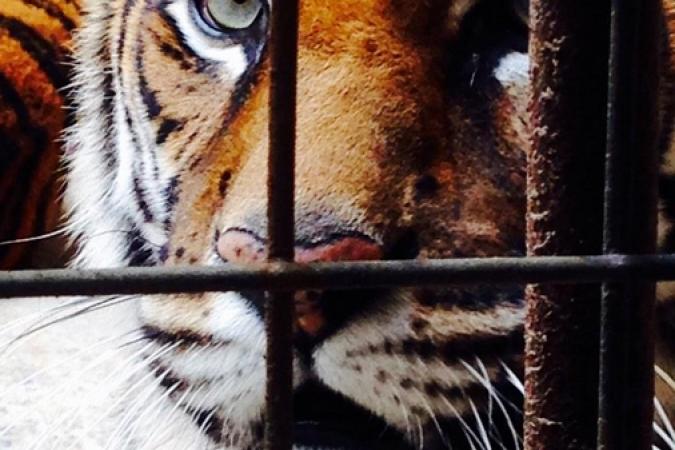 Fort Boyard 2015 : L'oeil du tigre (19/05/2015)