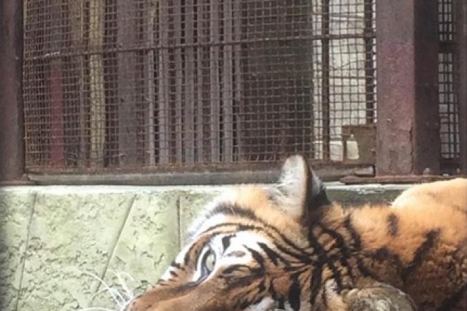 Fort Boyard 2015 : Un tigre dans la Salle du Trésor (19/05/2015)