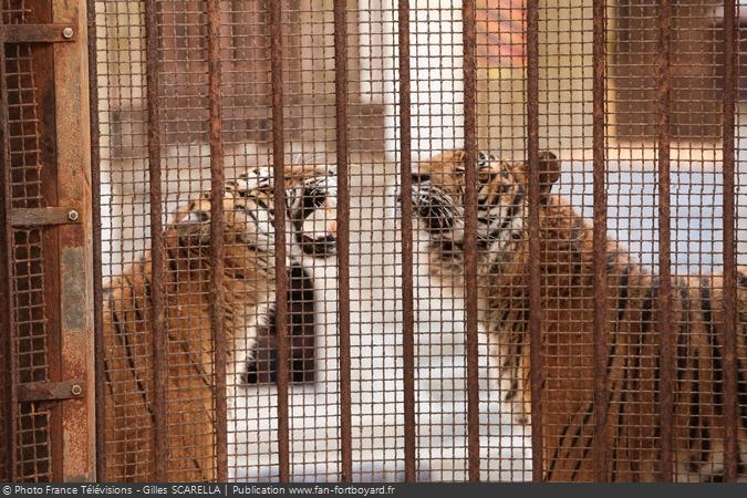 Fort Boyard 2016 - Les tigres
