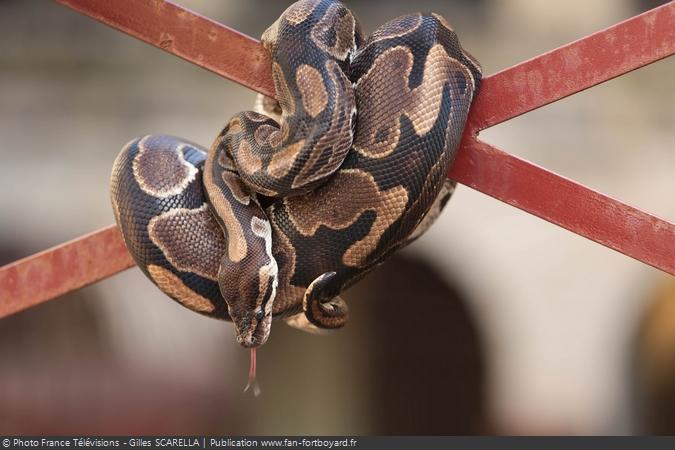 Fort Boyard 2016 - Serpent