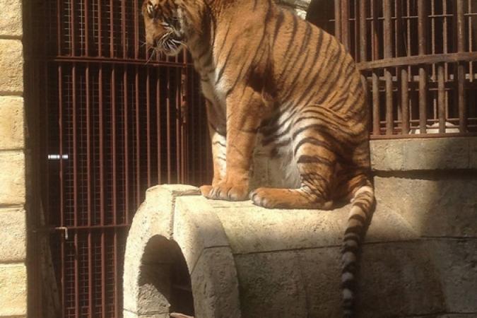 Fort Boyard 2016 - Un tigre dans la Salle du Trésor (08/06/2016)