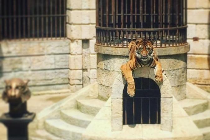 Fort Boyard 2016 - Tigre dans la Salle du Trésor (09/06/2016)