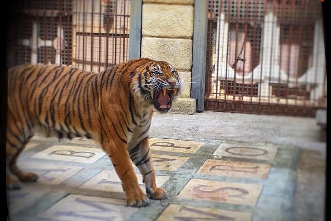 Fort Boyard 2016 - Tigre dans la Salle du Trésor (09/06/2016)