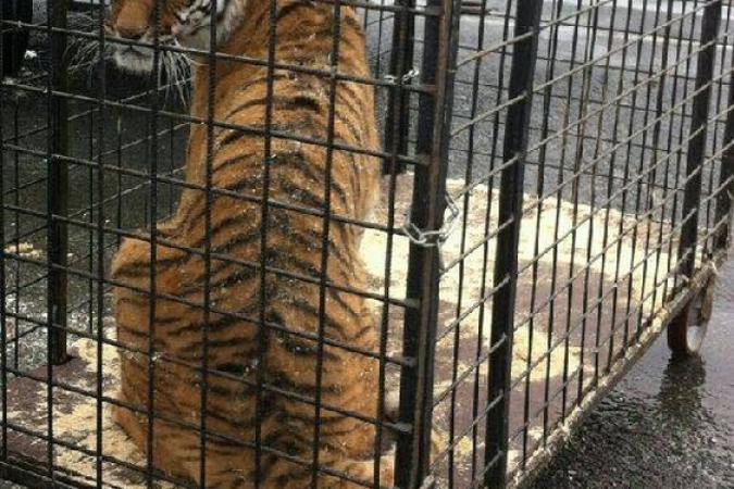 Fort Boyard 2016 - Les tigres sont arrivés au fort pour la 27e saison (23/05/2016)