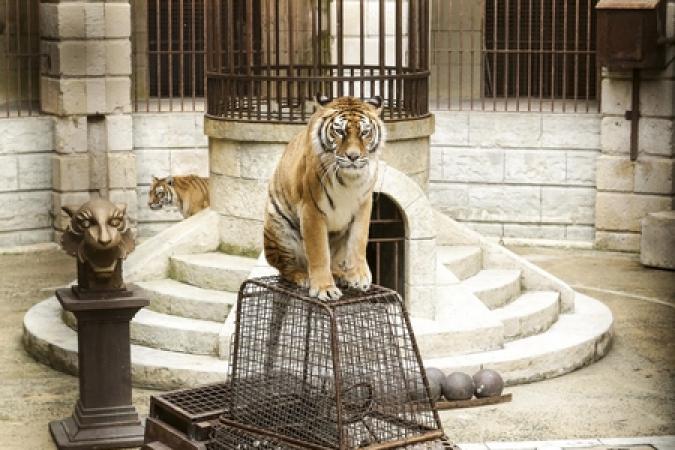 Fort Boyard 2017 - Un tigre sur la voiture du Safari