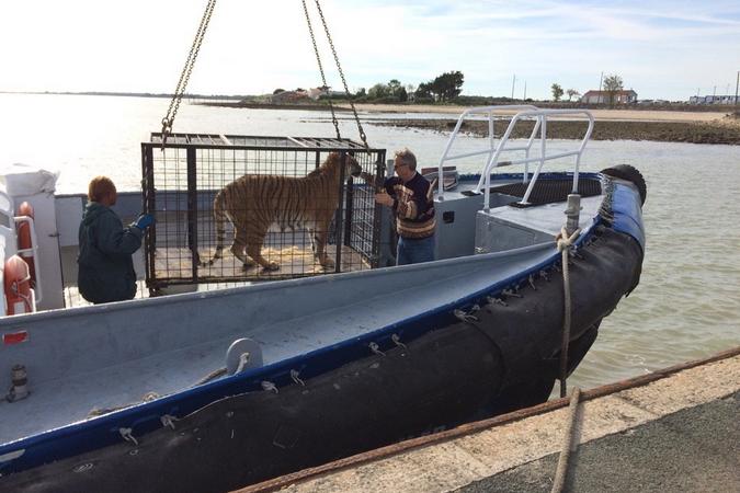 Fort Boyard 2017 - Arrivée des tigres (15/05/2017)