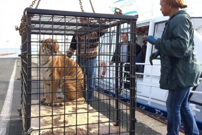 Fort Boyard 2017 - Arrivée des tigres (15/05/2017)