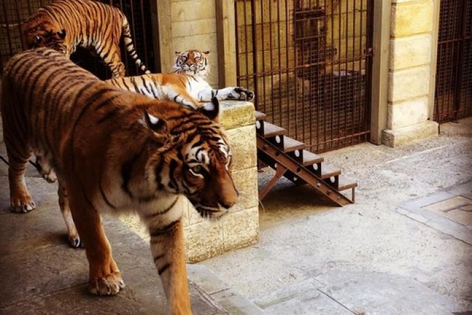 Fort Boyard 2017 - Les tigres dans la Salle du Trésor (26/05/2017)