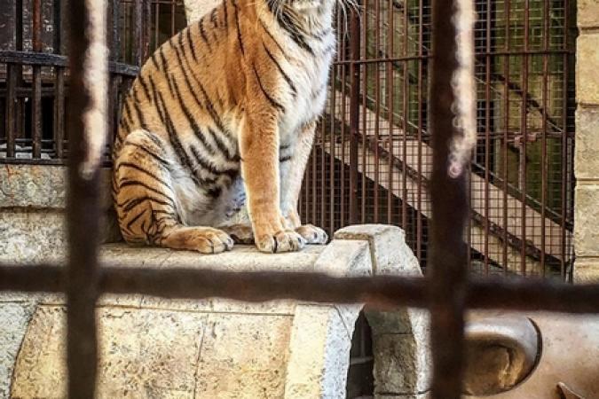 Fort Boyard 2018 - Les tigres gardent le trésor (22/05/2018)