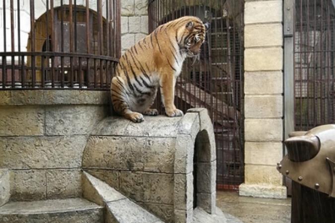 Fort Boyard 2018 - Tigre sous la pluie (29/05/2018)