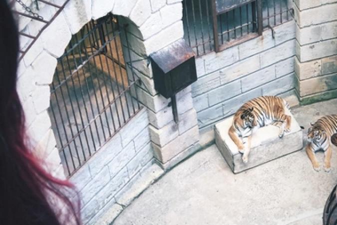 Fort Boyard 2018 - Les tigres (31/05/2018)