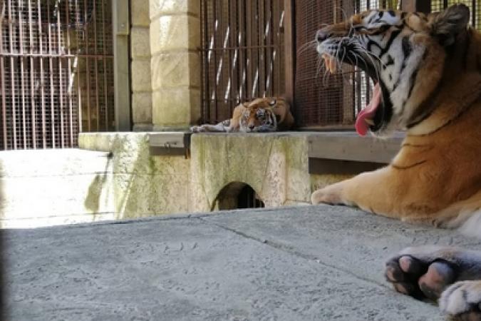 Fort Boyard 2018 - Fin des tournages, les tigres dorment (02/06/2018)