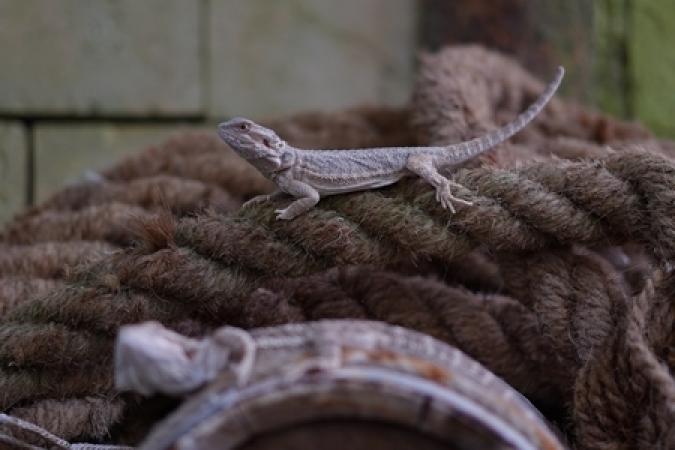 Fort Boyard 2019 - Un lézard en balade