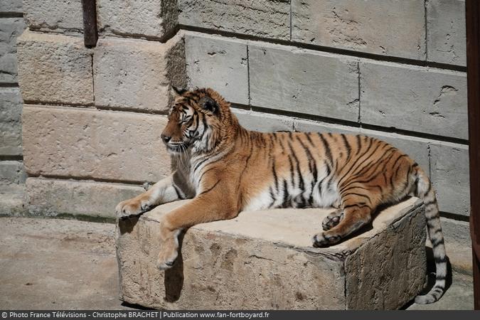 Fort Boyard 2019 - Un tugre au repos au soleil