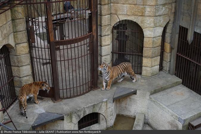 Fort Boyard 2019 - Les tigres dans la Salle du Trésor