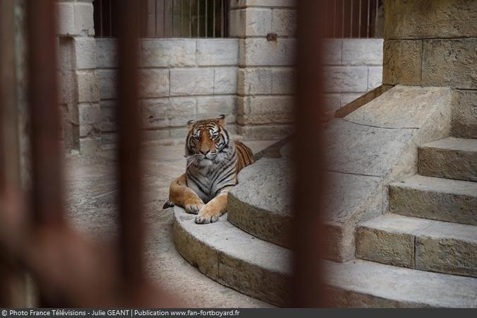 Fort Boyard 2019 - Un tigre dans la Salle du Trésor