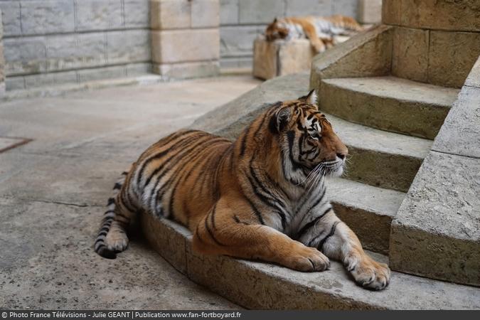 Fort Boyard 2019 - Un tigre dans la Salle du Trésor