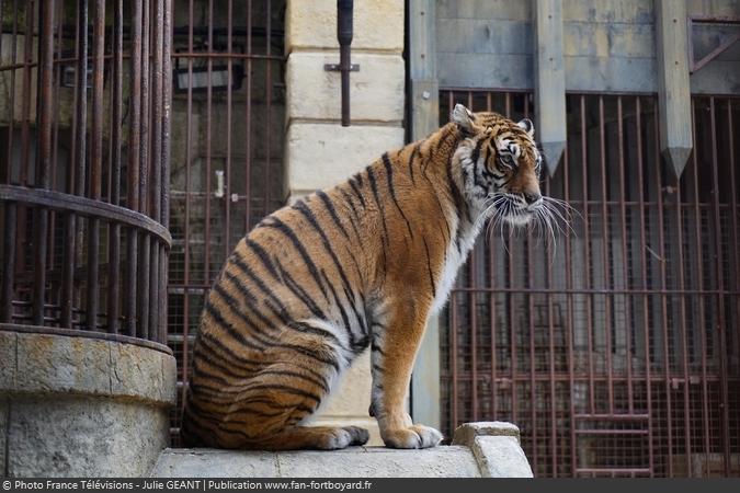 Fort Boyard 2019 - Un tigre dans la Salle du Trésor