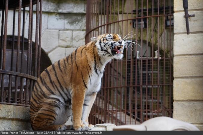 Fort Boyard 2019 - Un tigre dans la Salle du Trésor