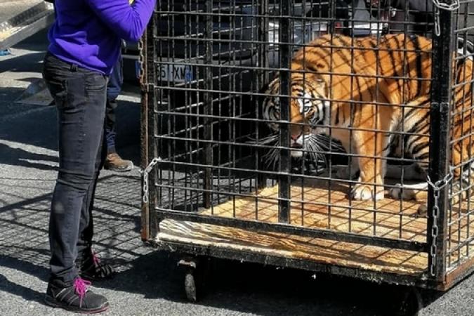 Fort Boyard 2019 - Arrivée des tigres sur le fort (29/04/2019)