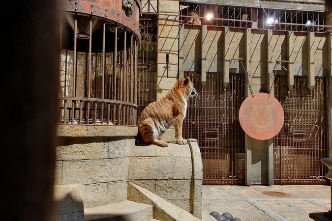 Fort Boyard 2019 - Les tigres sont en place (13/05/2019)