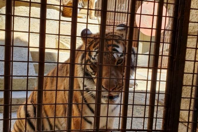 Fort Boyard 2019 - Les tigres sont en place (13/05/2019)