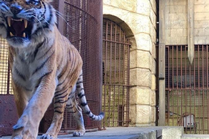 Fort Boyard 2019 - Le tigre surveille le trésor (13/05/2019)