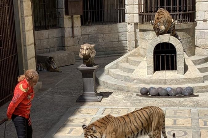 Fort Boyard 2019 - Félindra et ses tigres dans la Salle du Trésor (14/05/2019)