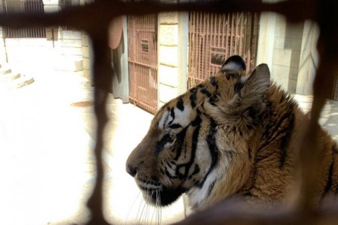 Fort Boyard 2019 - Un tigre à l'ombre ! (14/05/2019)