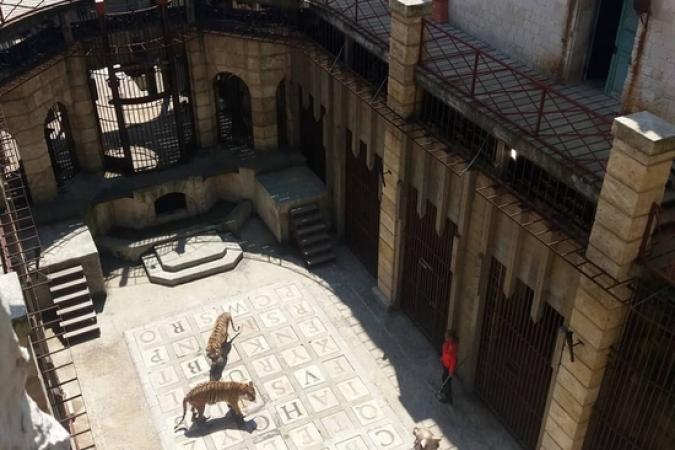 Fort Boyard 2019 -Les tigres dans la Salle du Trésor (24/05/2019)