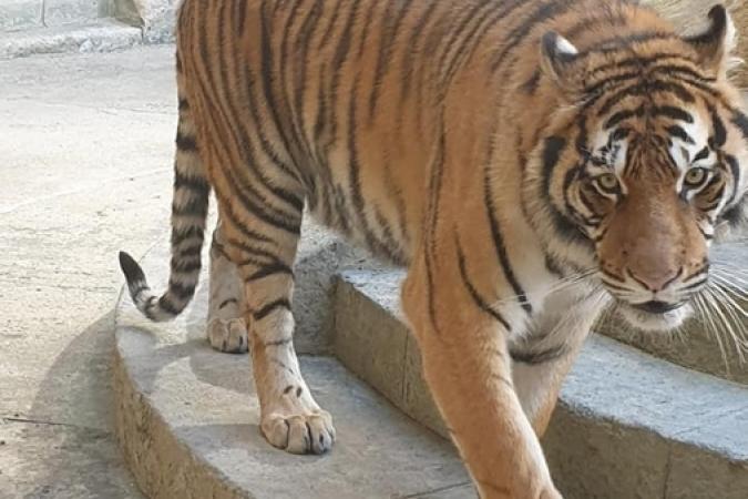 Fort Boyard 2019 - Tigre dans la Salle du Trésor (après les tournages)