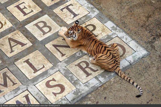 Fort Boyard 2020 : Les tigres