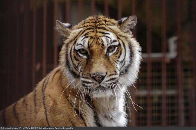 Fort Boyard 2020 : Les tigres