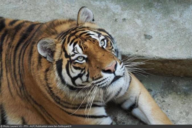 Fort Boyard 2020 : Les tigres