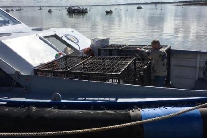 Fort Boyard 2020 - Deux tigres sont arrivés à Fouras, direction le fort (08/06/2020)