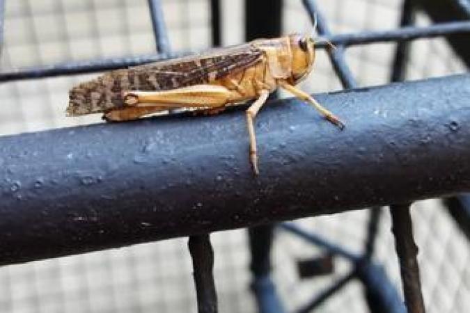 Fort Boyard 2020 - Insecte en liberté (25/06/2020)