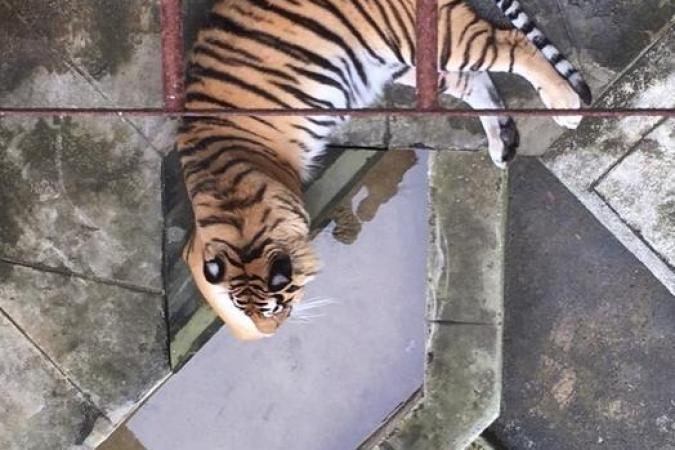 Fort Boyard 2020 - Un tigre au repos (11/07/2020)