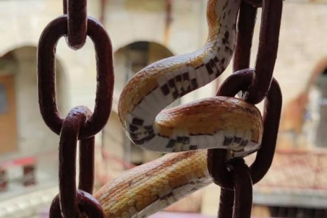 Fort Boyard 2021 - Les animaux sur le fort (18/05/2021)