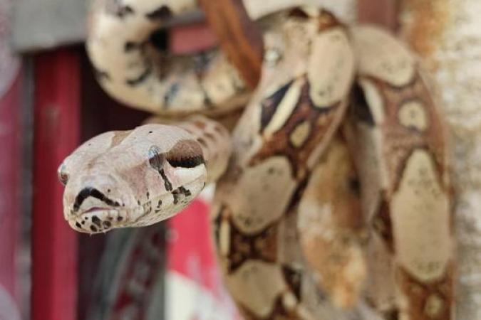 Fort Boyard 2021 - Les animaux sur le fort (18/05/2021)