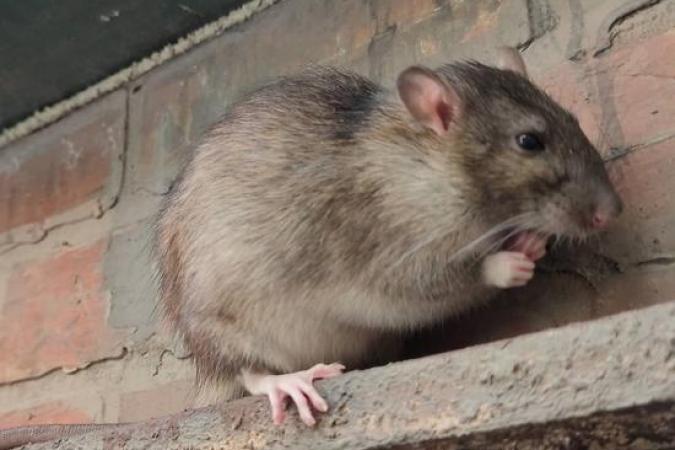 Fort Boyard 2021 - Les animaux sur le fort (18/05/2021)