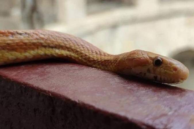 Fort Boyard 2021 - Les animaux sur le fort (18/05/2021)