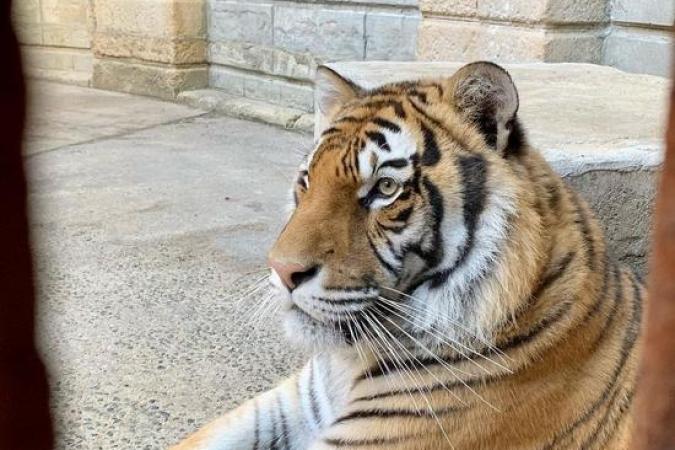 Fort Boyard 2021 - Un tigre dans la Salle du Trésor (18/05/2021)