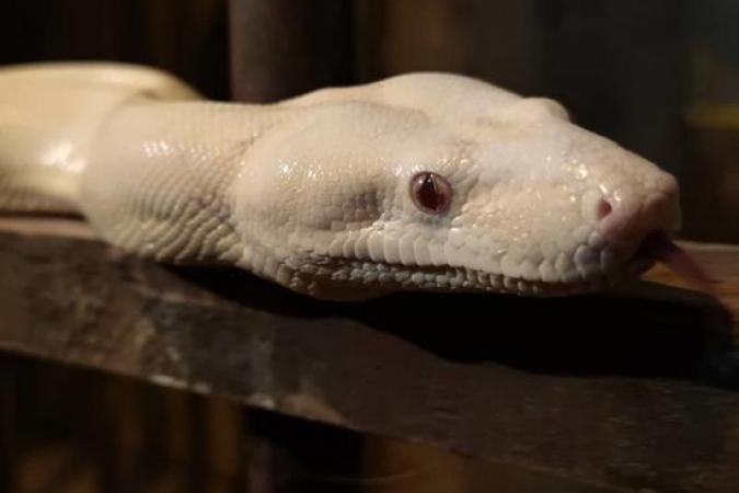 Fort Boyard 2021 - Les animaux sur le fort (19/05/2021)