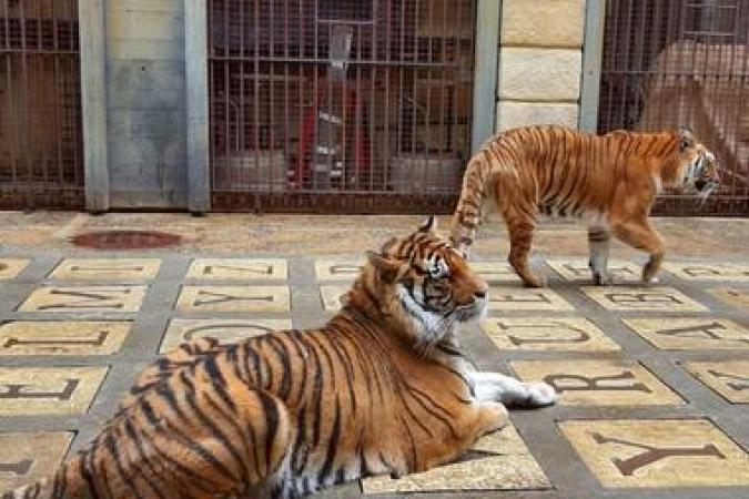 Fort Boyard 2021 - Les tigres de la Salle du Trésor (29/05/2021)